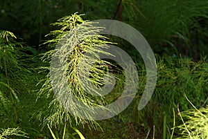 Peat vegetation in bucovina,romania