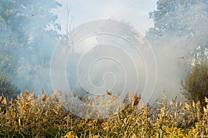 Peatland fires in summer