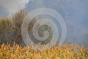 Peatland fires in summer