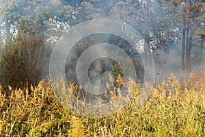 Peatland fires in summer