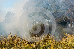 Peatland fires in summer