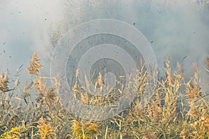 Peatland fires in summer