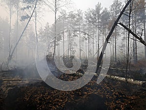Peatlands are on fire. Forest fire and its consequences