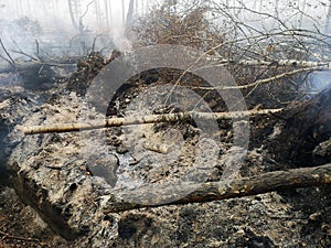 Peatlands are on fire. Forest fire and its consequences