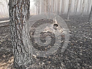 Peatlands are on fire. Forest fire and its consequences