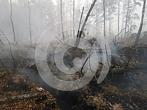 Peatlands are on fire. Forest fire and its consequences