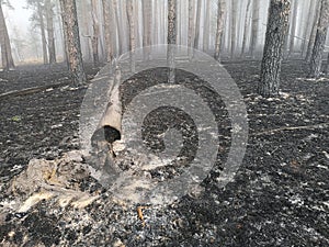 Peatlands are on fire. Forest fire and its consequences