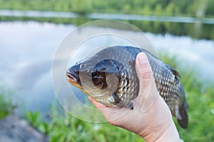 Peaty crucian carp