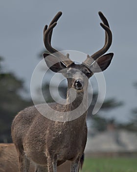 Pebble Beach Buck