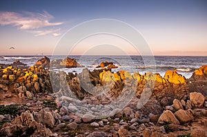 The Pebble Beach coastline at sunrise