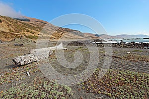 Pebble beach and driftwood on the California coast