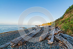 Pebble beach with driftwood in early morning