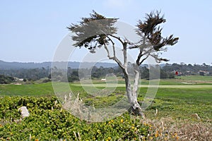 Pebble Beach Golf