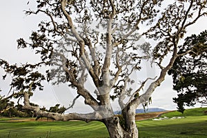 Pebble Beach golf course, Monterey, California, USA