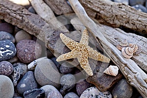 Pebble Beach Still Life With Starfish