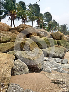 Pebble and coconut palms on the beach.