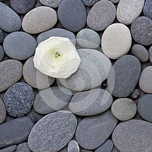 Pebble Flower Zen Style Background