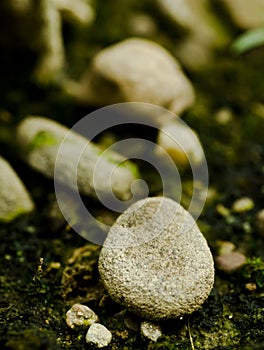 A pebble in a garden