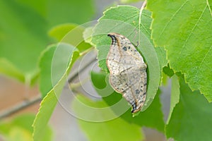 Pebble Hook-tip, Drepana falcataria resting on birch leaf