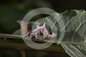 Pebble prominent moth caterpillar, Notodonta ziczac, walking, eating along a willow leaf during july