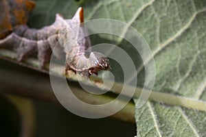 Pebble prominent moth caterpillar, Notodonta ziczac, walking, eating along a willow leaf during july