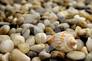 Pebble and seashell