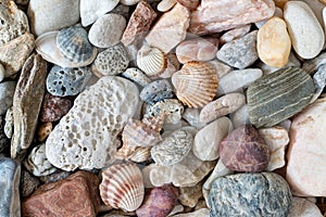 Pebble stones and scallops and shells