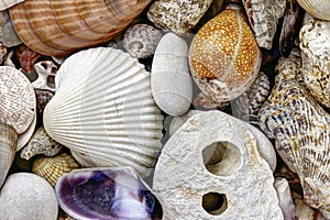 Pebble stones and scallops and shells