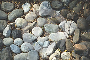 Pebble Stones with Small Tree Leaves
