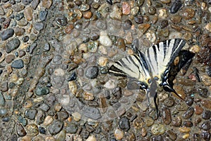 Pebble texture background. Colorful pebble stone texture on the road. Pavement of small stones. Beautiful butterfly sitting on wet