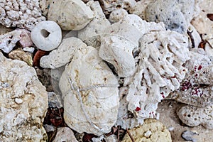 Pebbles and corals, Boracay Island, Philippines