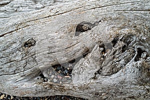 Pebbles in crevices of driftwood