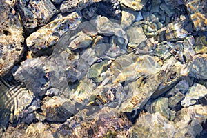 Pebbles of differen sizes in salt water