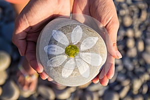 pebbles with a painted daisy in the hands of a child on the background of a pebble beach