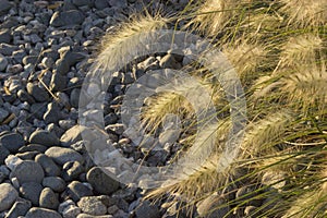 Pebbles and pennisetum herb grass