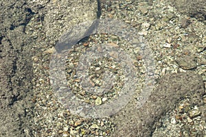 Pebbles and rocks under clear sea water, view from the top