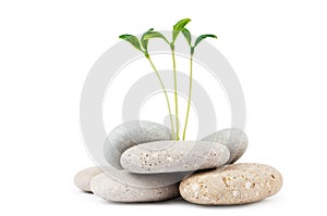 Pebbles and seedlings - alternative medicine