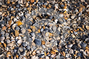 Pebbles and shells on beach