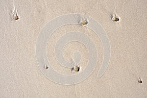 Pebbles and shells stuck in a wet sandy beach from above. Beautiful seashells which lodged in a sand and stone mixture