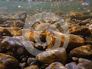 Pebbles stone underwater below water surface near lake shore, natural scene