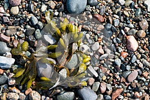 Pebbles, stones, rocks and seaweed on beach