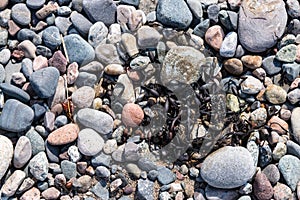 Pebbles, stones, rocks and seaweed on beach photo