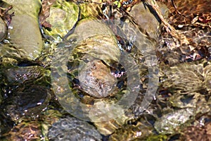 Pebbles and stones under a shallow stream