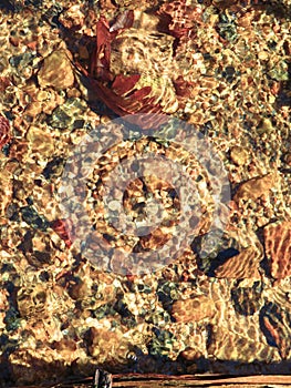 Pebbles under creek water