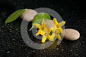 Pebbles and yellow flower on black with water drops