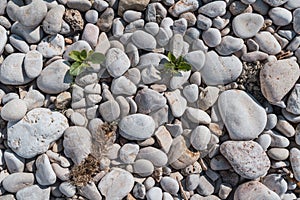 Pebblestones on the beach - perfect for background