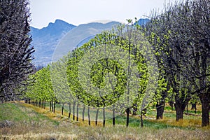 Pecan Grove in Arizona with mountains in background