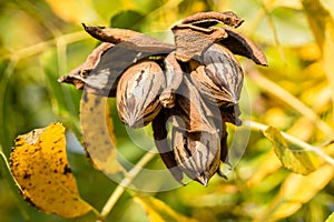 Pecan nut cluster before harvesting with autumn leaves