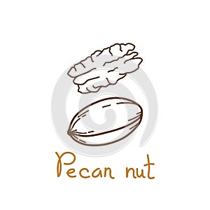 Pecan nut hand drawn graphics element for packaging design of nuts and seeds or snack. Vector illustration in line art