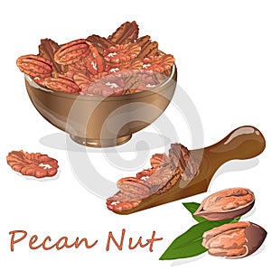 Pecan nut on plate isolated on white background. Vector illustration